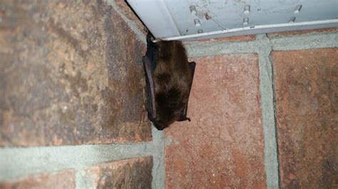 why people hang metal bat on the house|can bats move house.